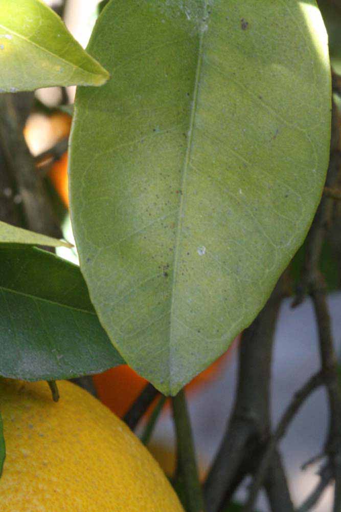              Margin (Riverside, CA)       